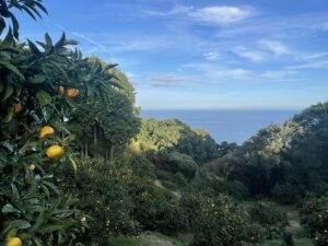 海の見えるみかん農園　松本農園　相模湾を一望