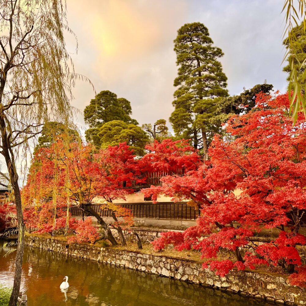 紅葉　倉敷　美観地区