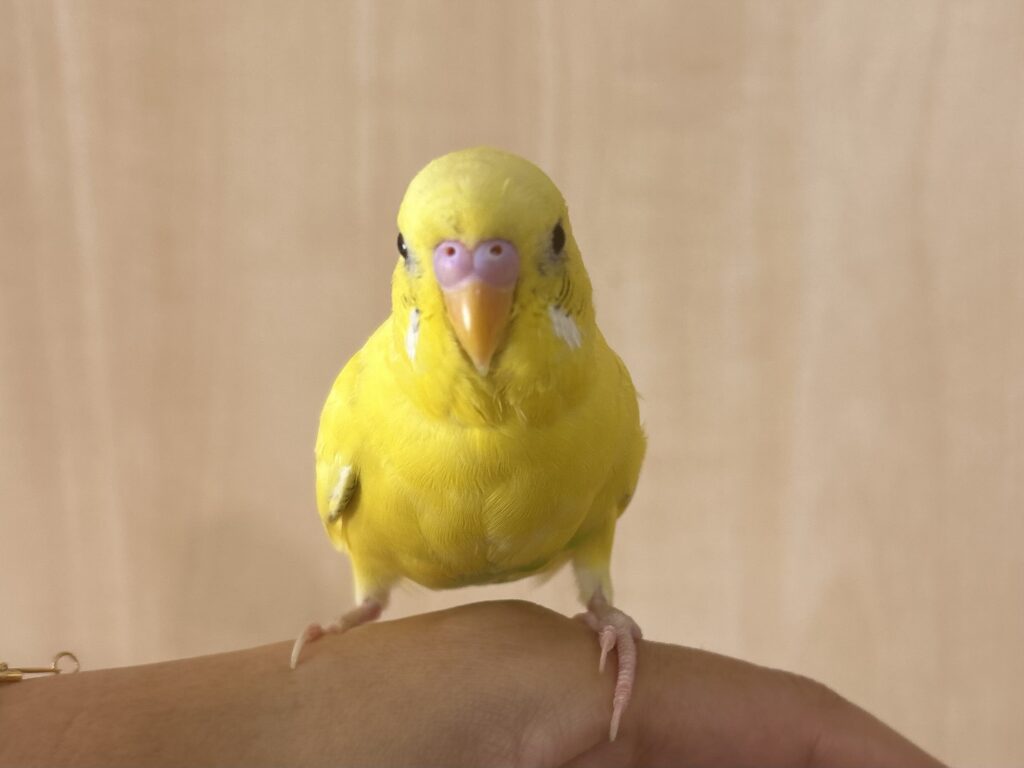 写真　セキセイインコの男の子、黄色のかわいいセキセイインコ。