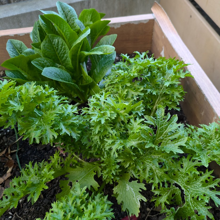 家庭菜園　ワサビ菜　自給自足