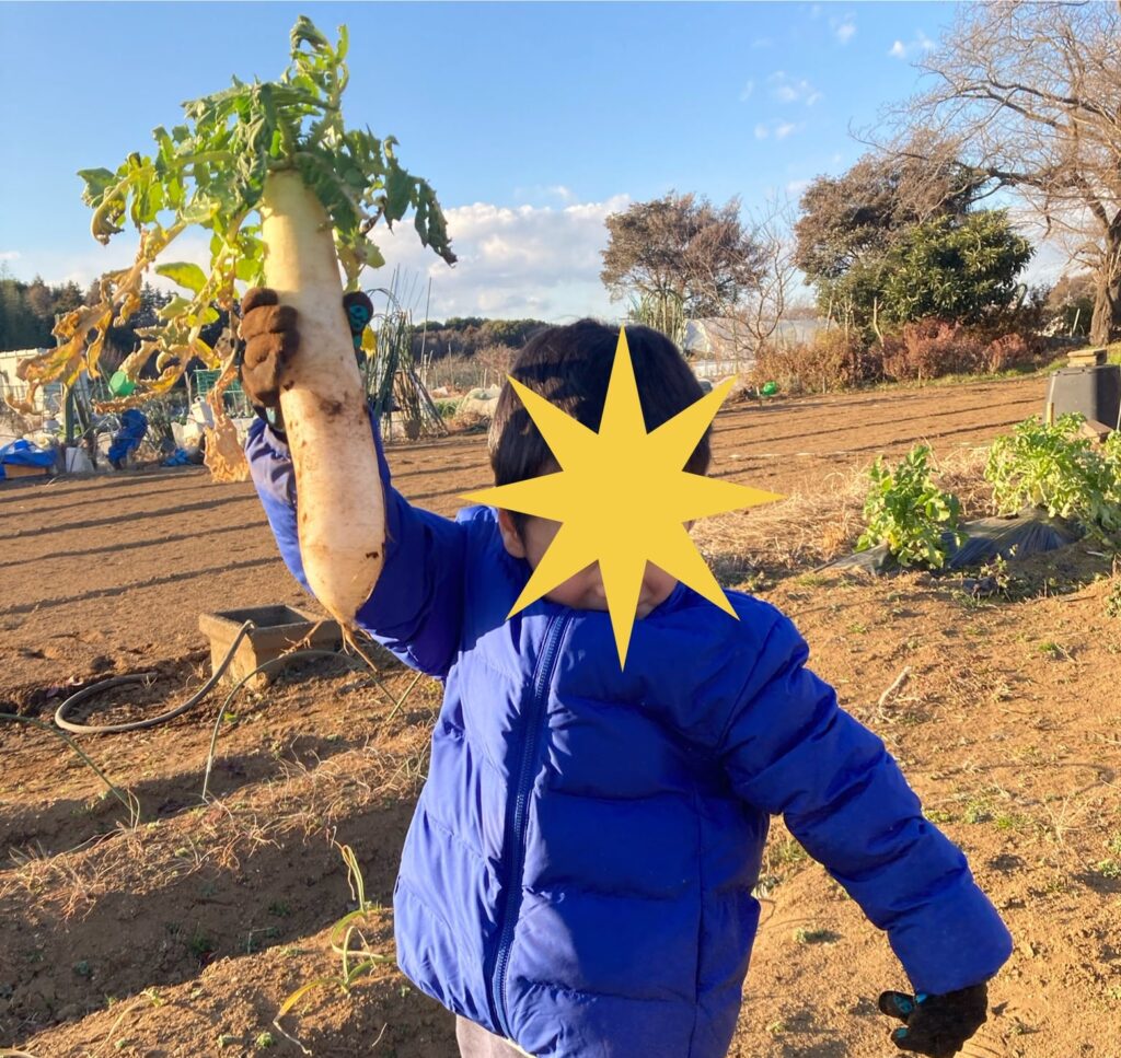 大根掘り 子供