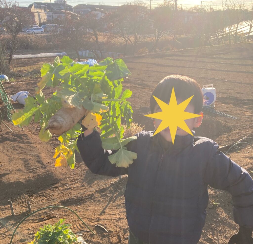 大根掘り 子供