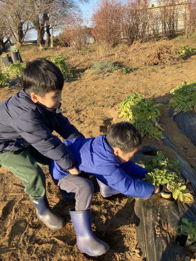 大根堀り おおきなかぶ 家庭菜園