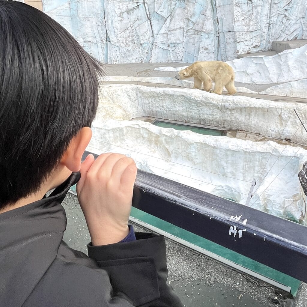 上野動物園　小学生　北極熊