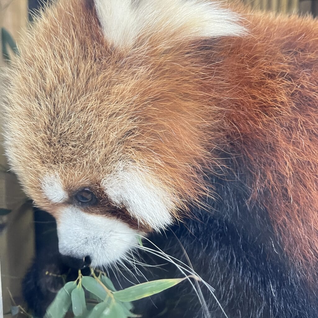 上野動物園　レッサーパンダ　パンダ