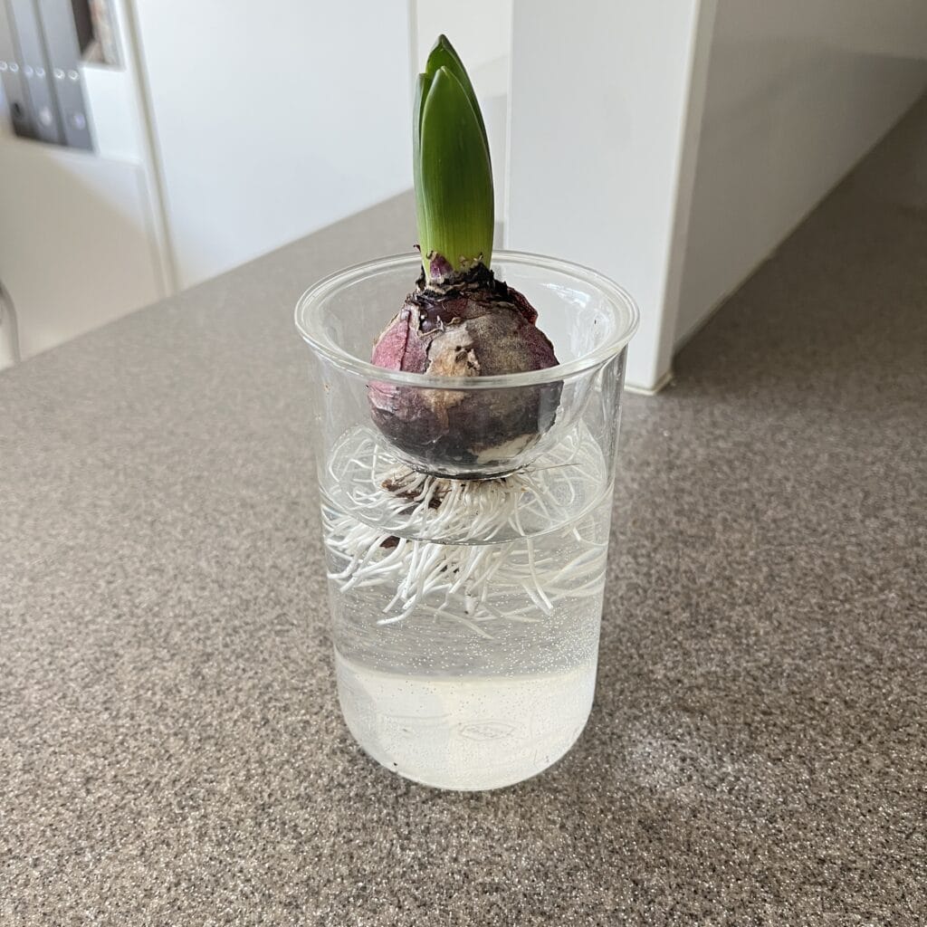 水耕栽培　ヒヤシンス　KEYUCA