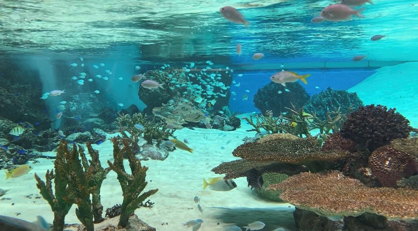神戸須磨シーワールド　水族館　川