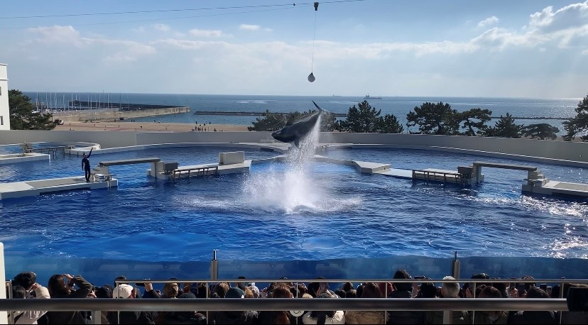 神戸須磨シーワールド　水族館　シャチ