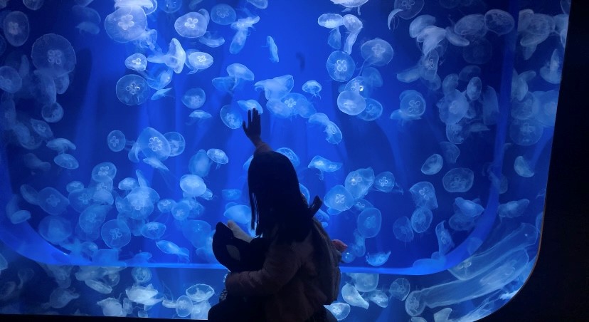 神戸須磨シーワールド　水族館　くらげ