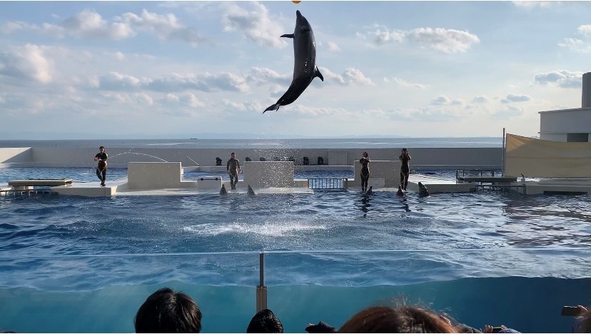 神戸須磨シーワールド　水族館　イルカ