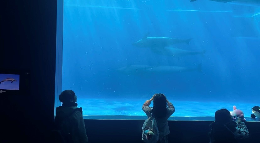 神戸須磨シーワールド　水族館　イルカ