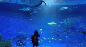 神戸須磨シーワールド　水族館　水槽