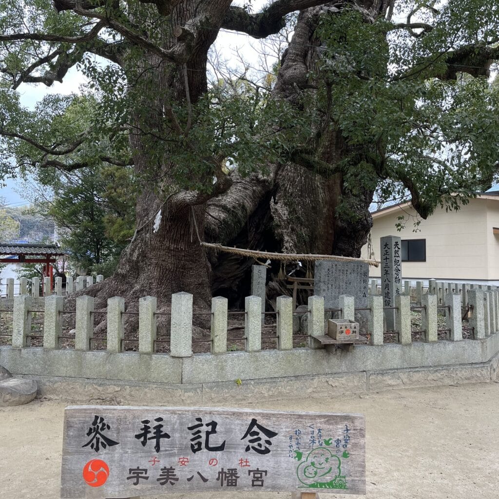 御神木 木 神社