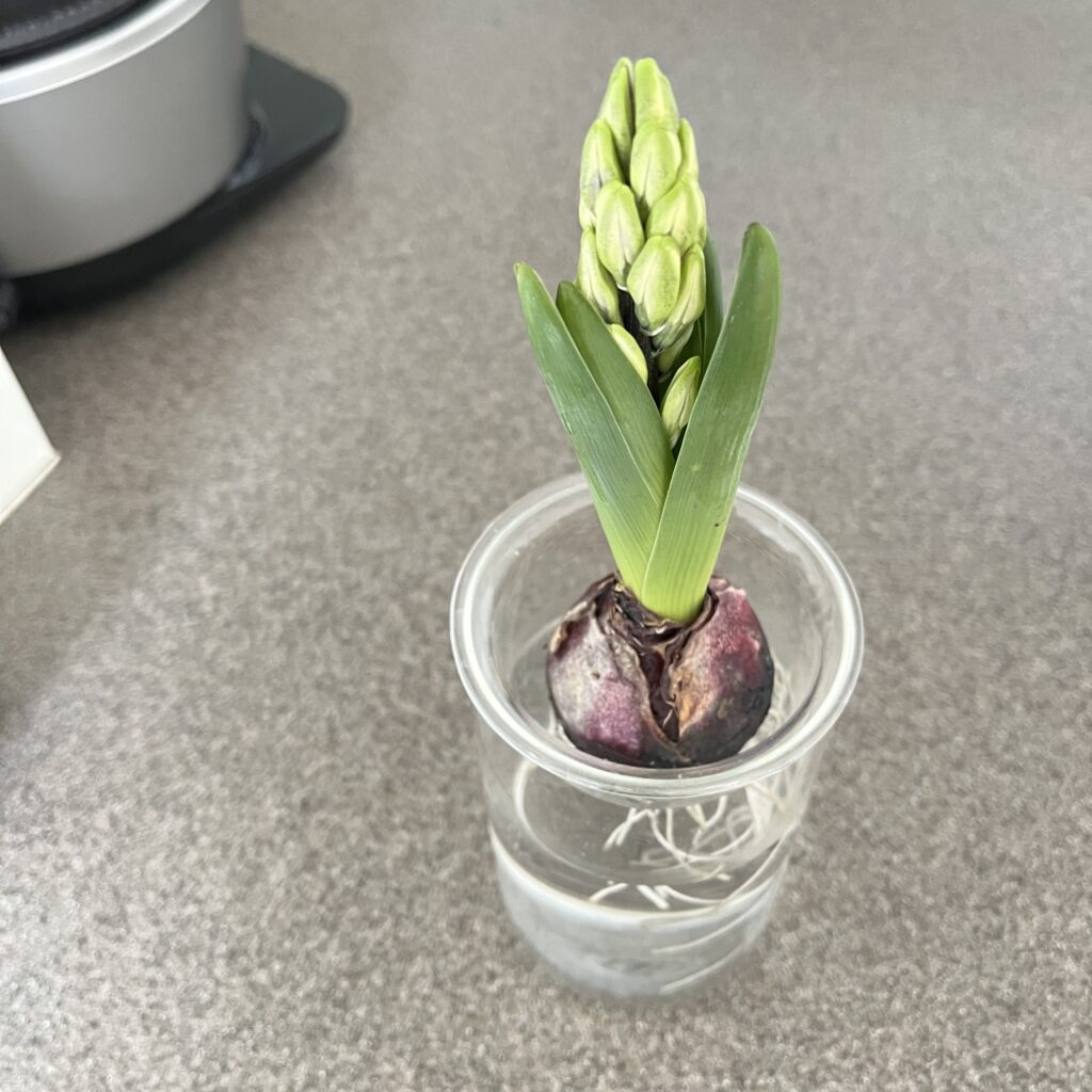 ヒヤシンス 水耕栽培 KEYUCA