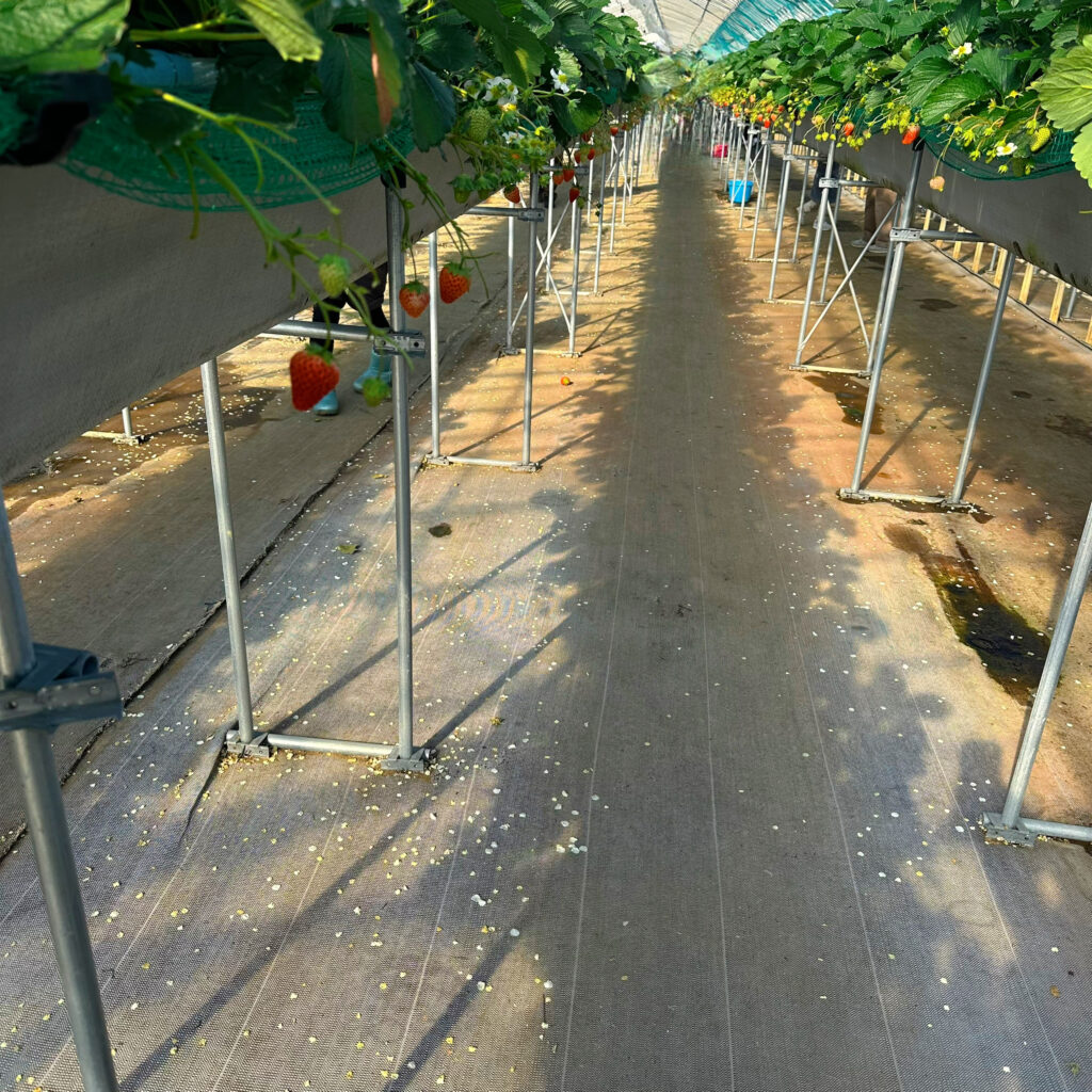 子連れ　おでかけ　いちご狩り