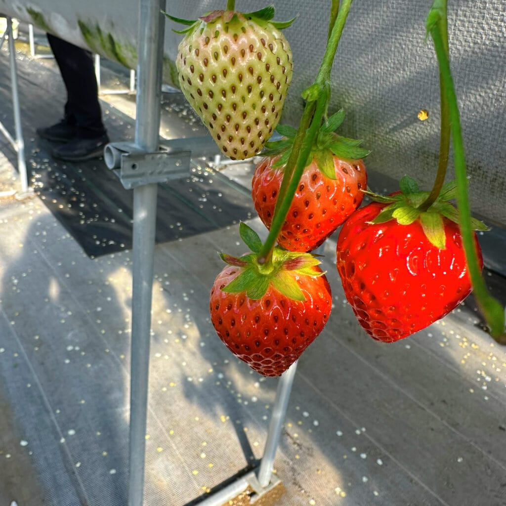 子連れ　おでかけ　いちご狩り