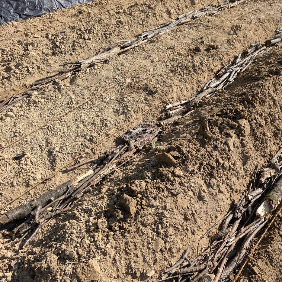 貸農園　土づくり　菌ちゃん