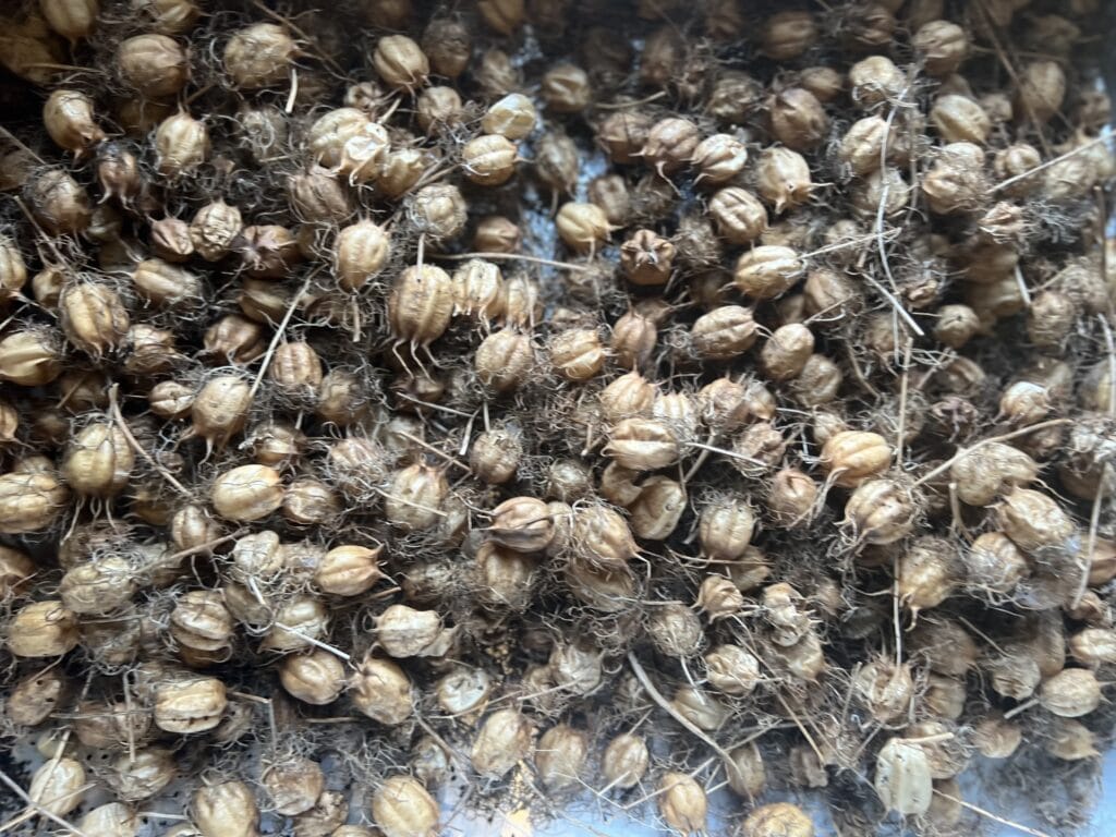 【沖縄】香りで旅する「やんばる」のスパイスワークショップに行く②TB icoco