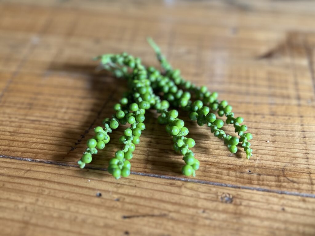 【沖縄】香りで旅する「やんばる」のスパイスワークショップに行く②TB icoco