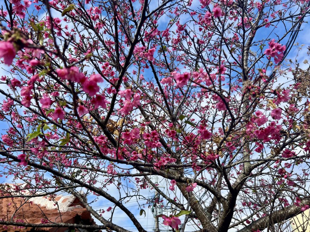 【沖縄】寒緋桜（カンヒザクラ）を使って桜の塩漬け作り TB icoco