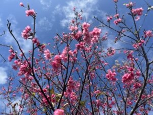【沖縄】寒緋桜（カンヒザクラ）を使って桜の塩漬け作り TB icoco