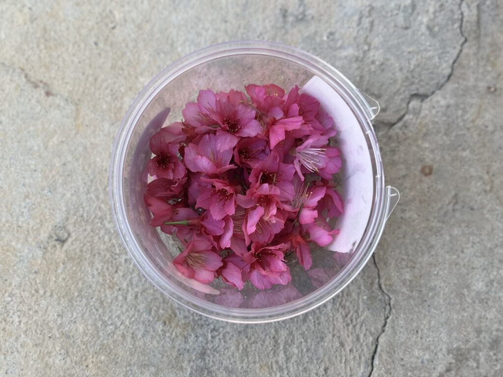 【沖縄】寒緋桜（カンヒザクラ）を使って桜の塩漬け作り TB icoco