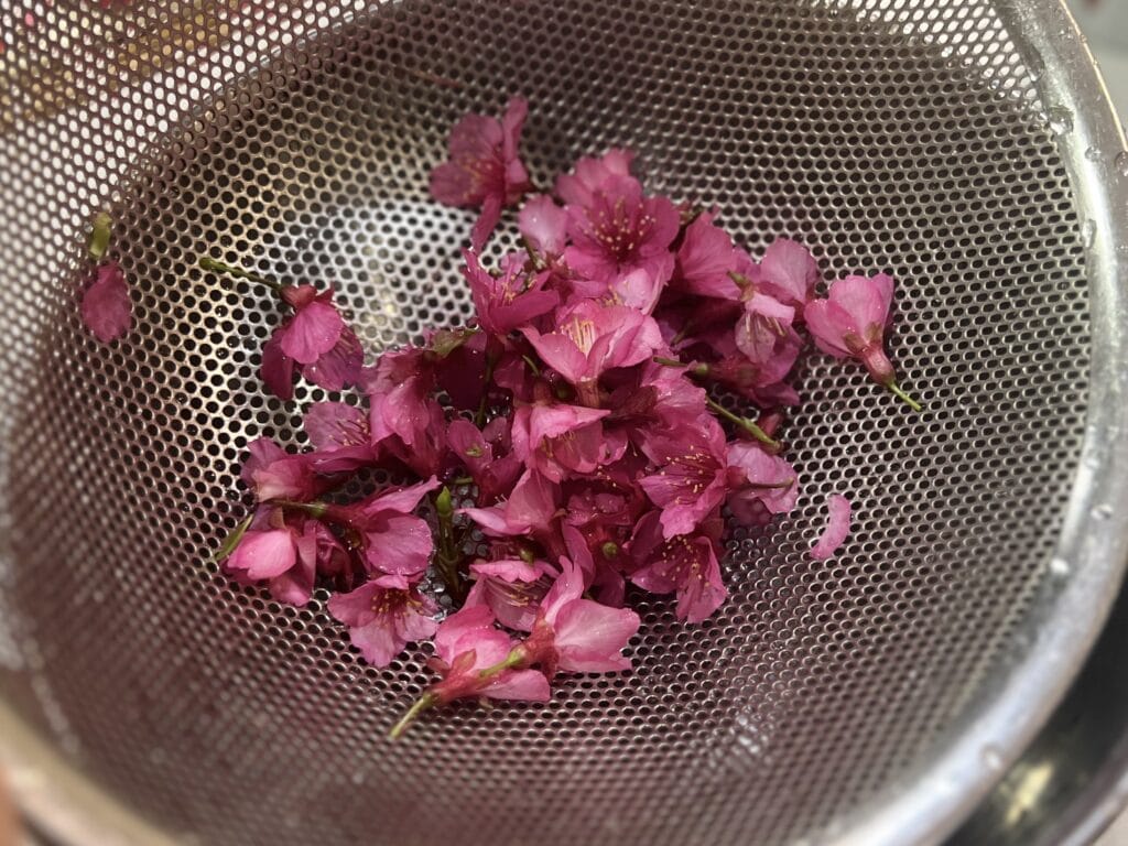 【沖縄】寒緋桜（カンヒザクラ）を使って桜の塩漬け作り TB icoco