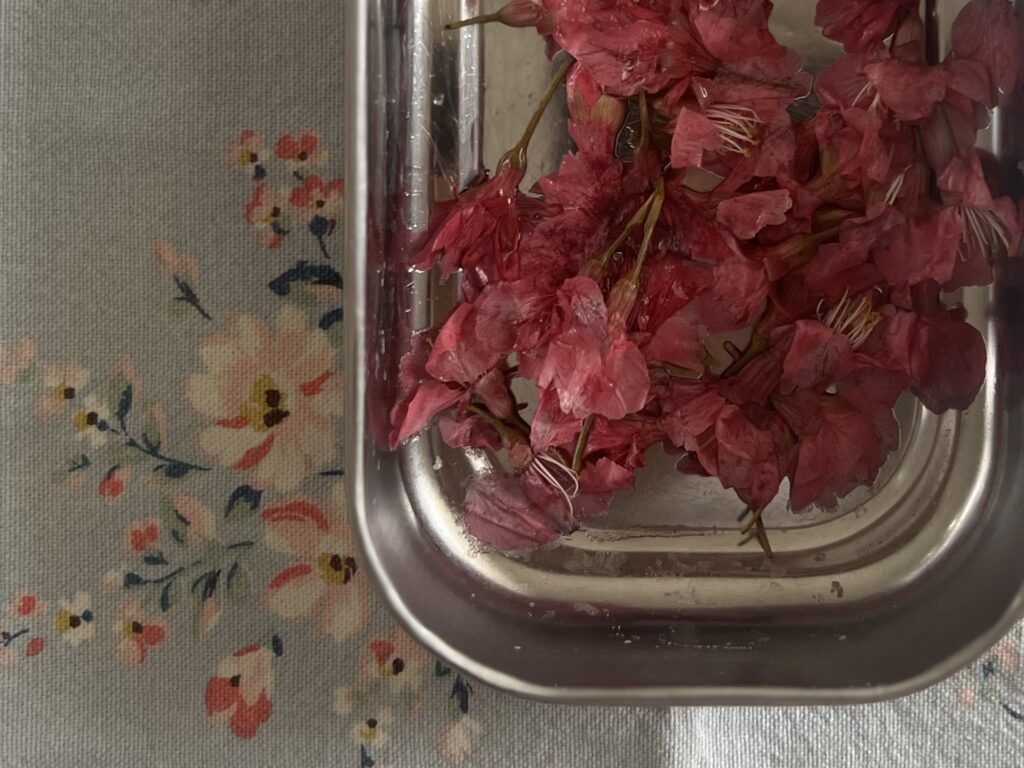 【沖縄】寒緋桜（カンヒザクラ）を使って桜の塩漬け作り TB icoco