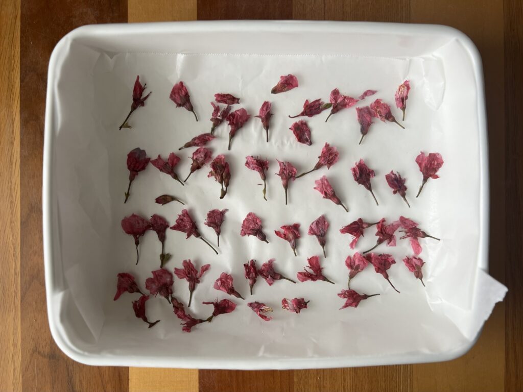 【沖縄】寒緋桜（カンヒザクラ）を使って桜の塩漬け作り TB icoco