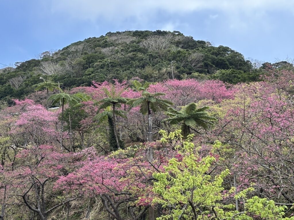 【沖縄】寒緋桜（カンヒザクラ）を使って桜の塩漬け作り TB icoco