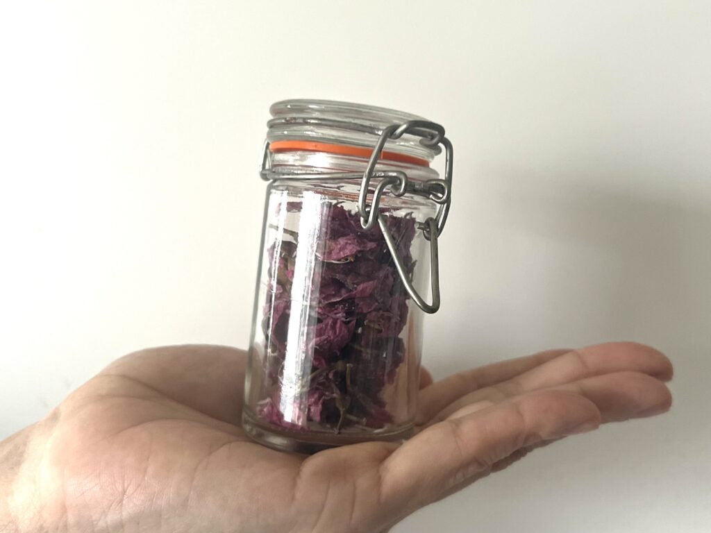 【沖縄】寒緋桜（カンヒザクラ）を使って桜の塩漬け作り TB icoco