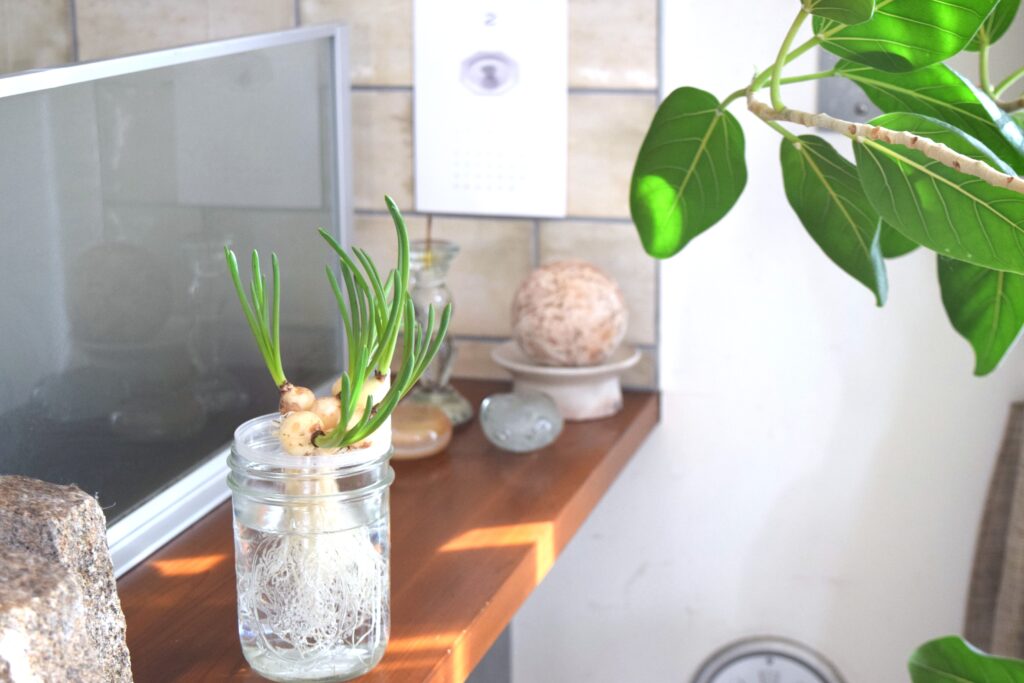 写真　ムスカリの水耕栽培