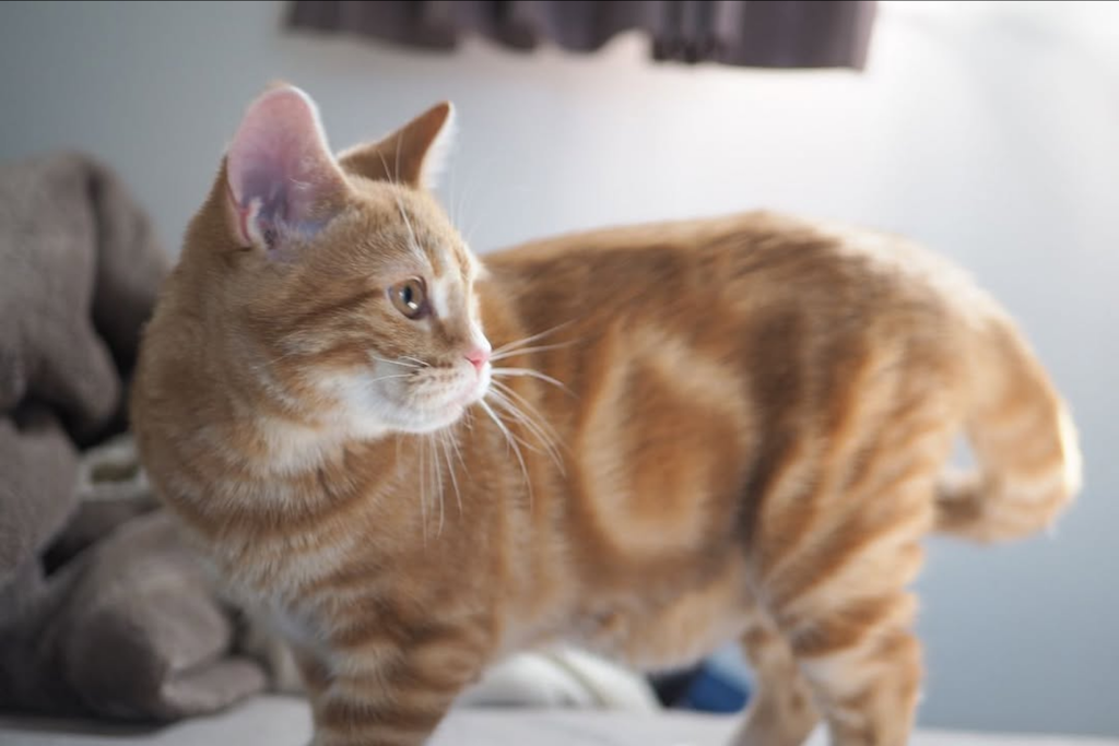 猫　つむじちゃん3