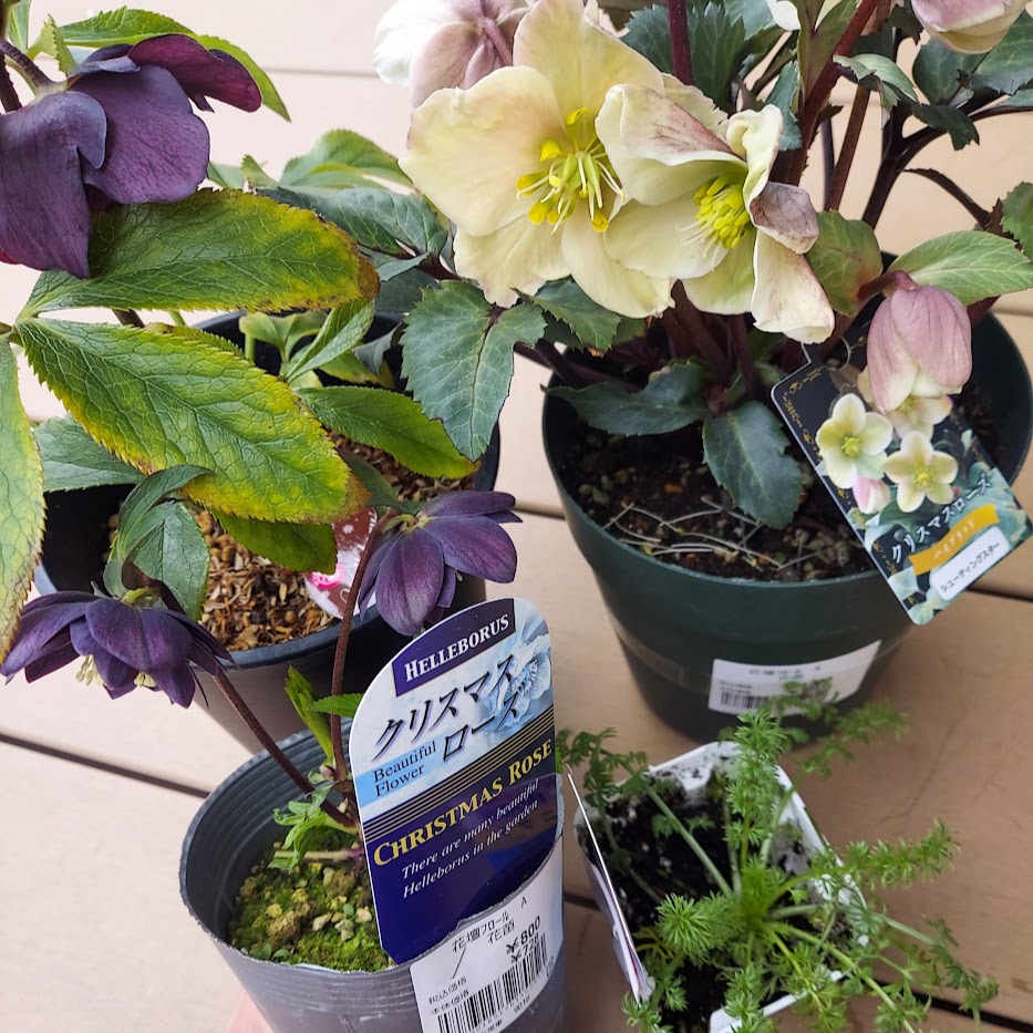 クリスマスローズ3種類 JA ガーデニング