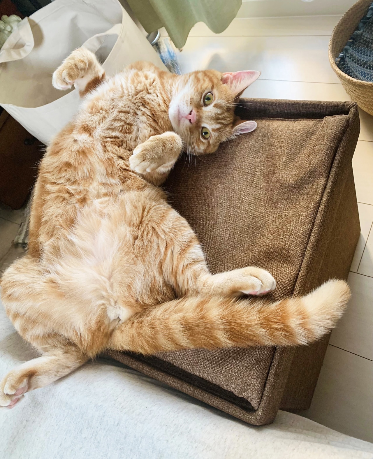 猫　つむじちゃん4