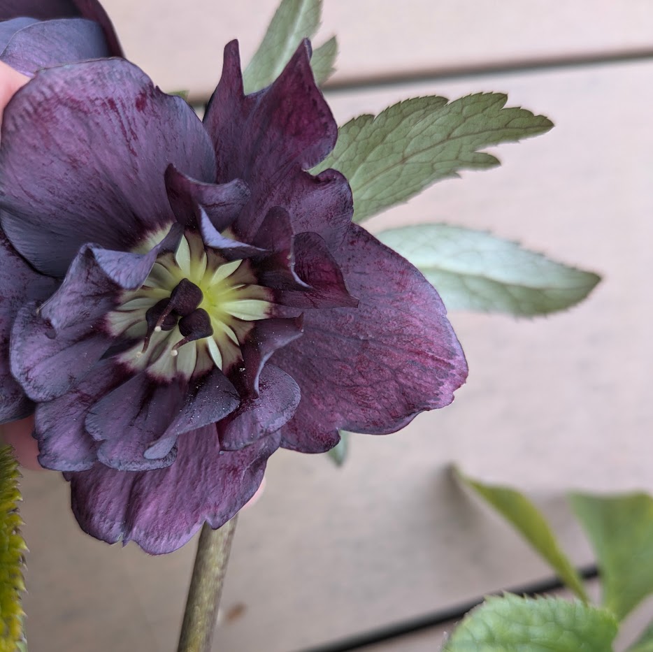 クリスマスローズ 紫 八重