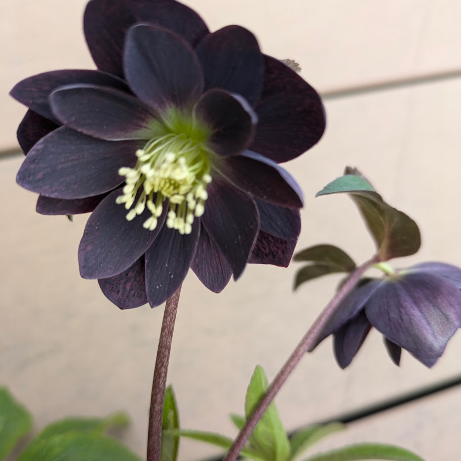 クリスマスローズ 黒系 ダブル