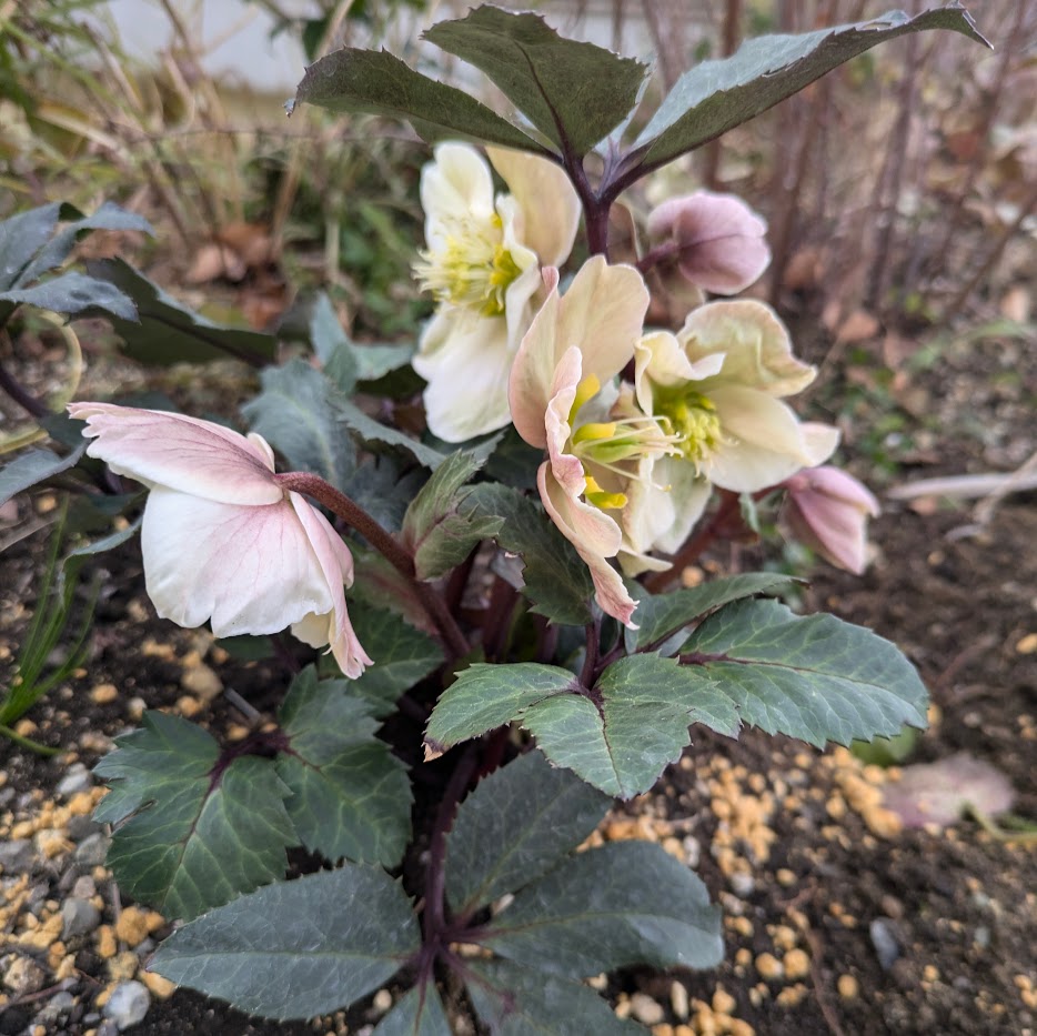 クリスマスローズ はいブリッド コポ庭