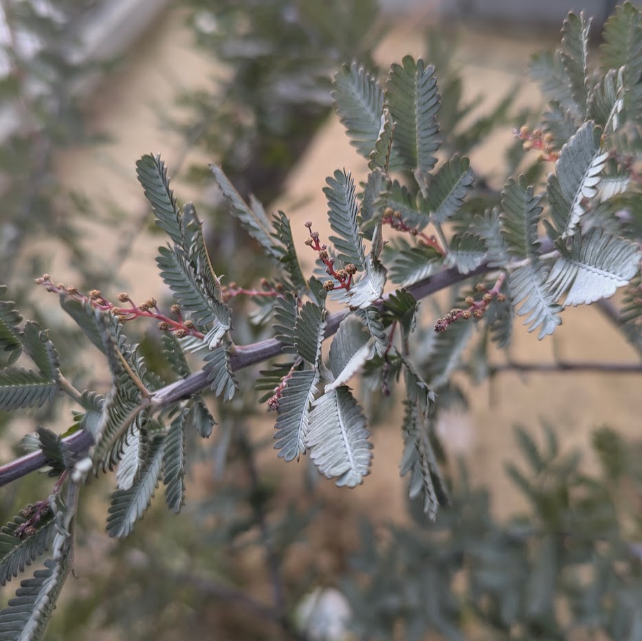 ミモザ 開花待ち コポ庭