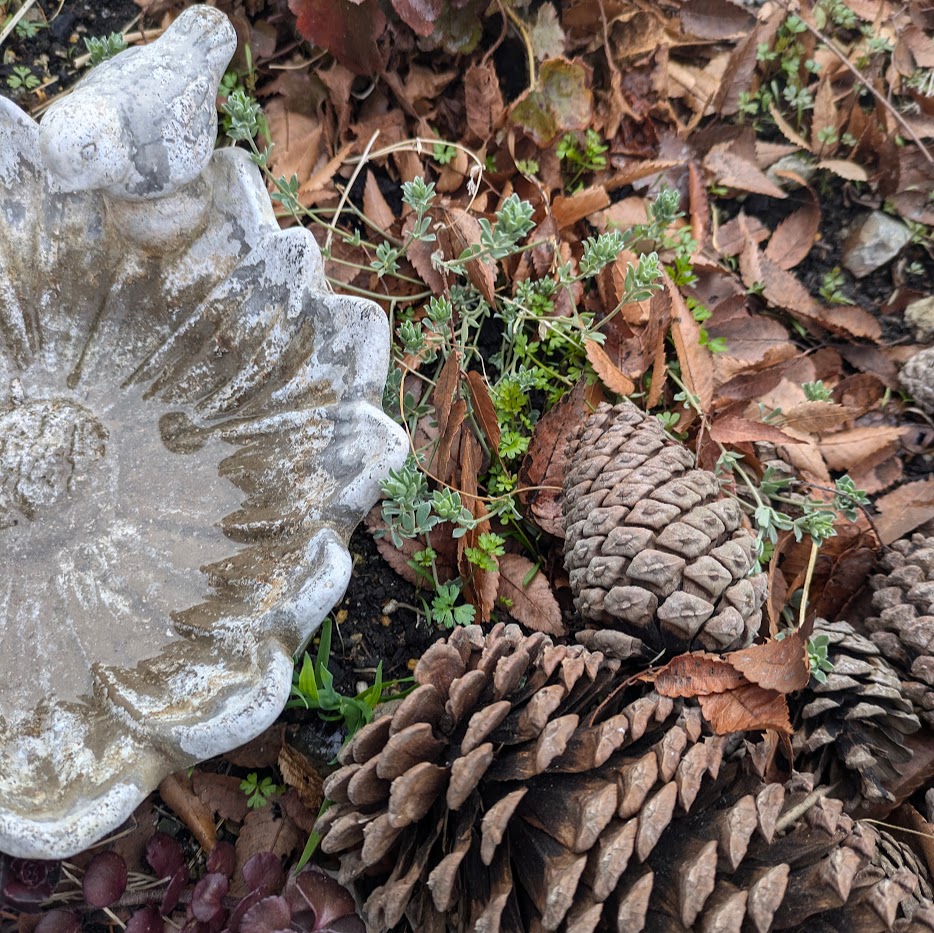 ブラックレースフラワー コポ庭 松ぼっくり
