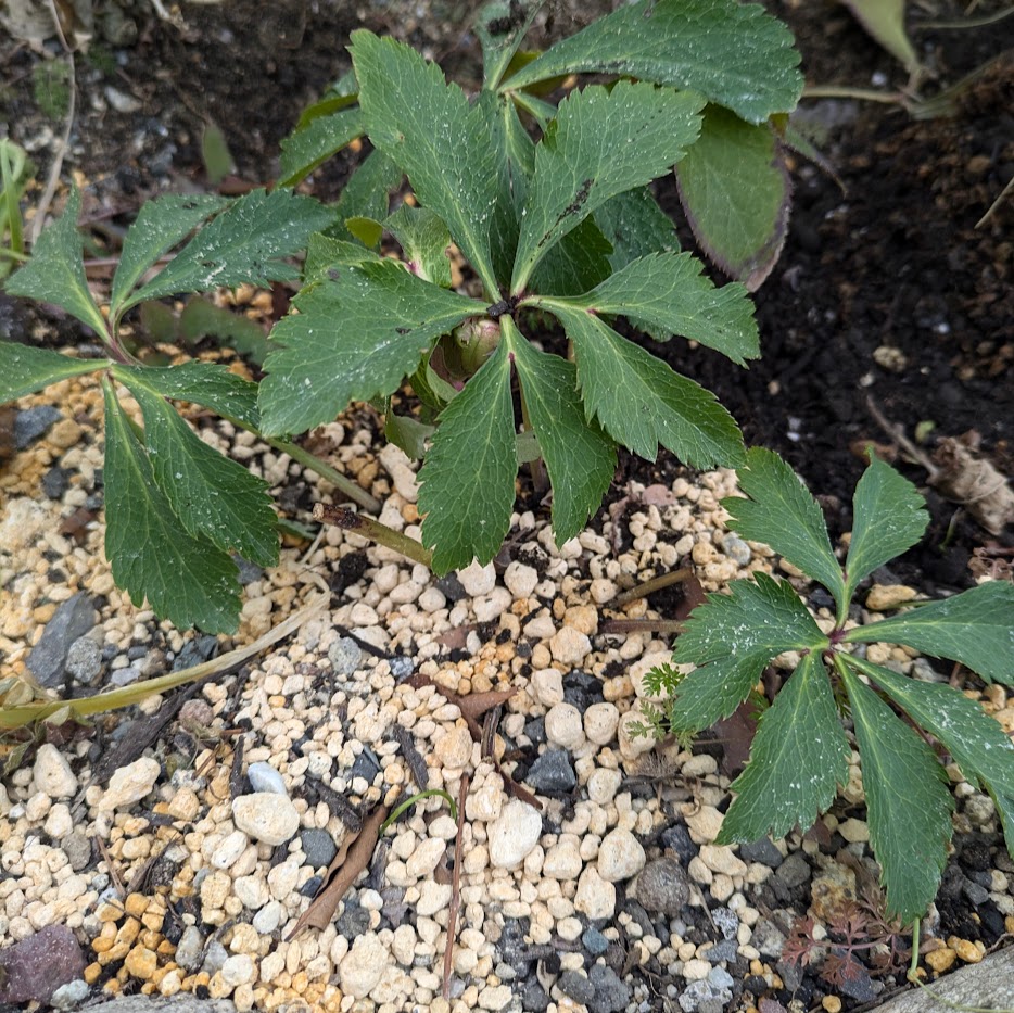 去年のクリスマスローズ 蕾がチラリ 咲かない