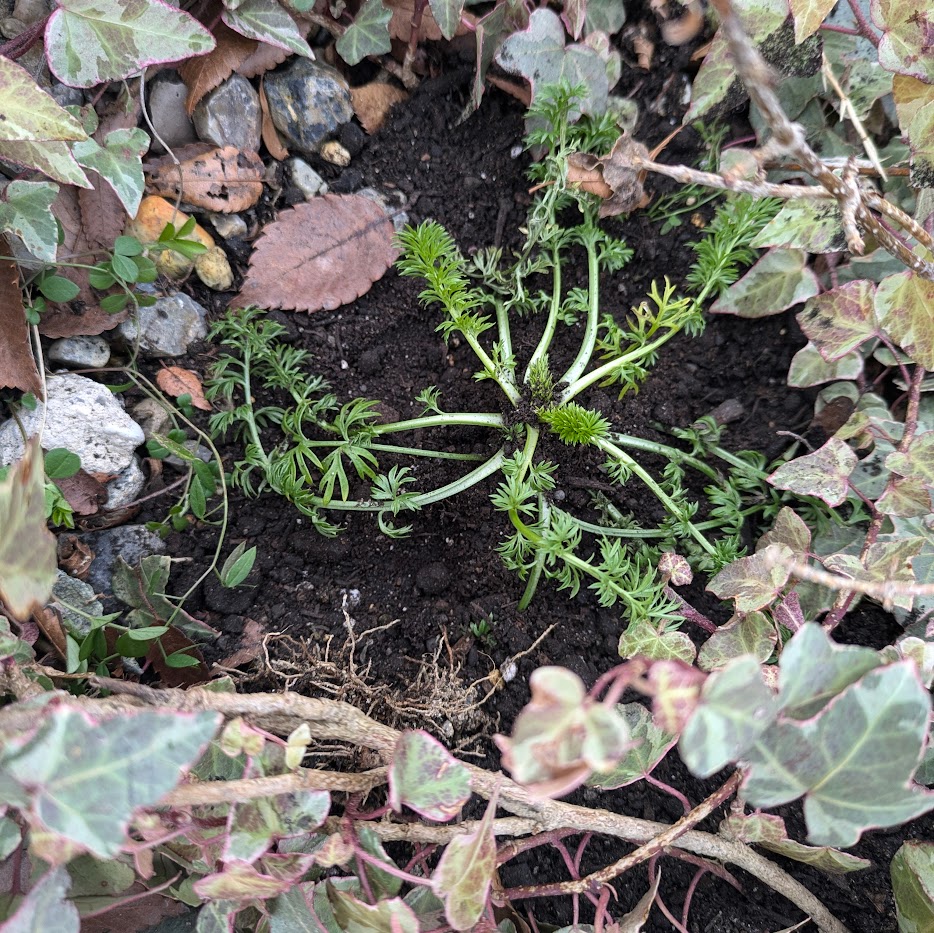 ニゲラ 春待ち花壇 コポ庭
