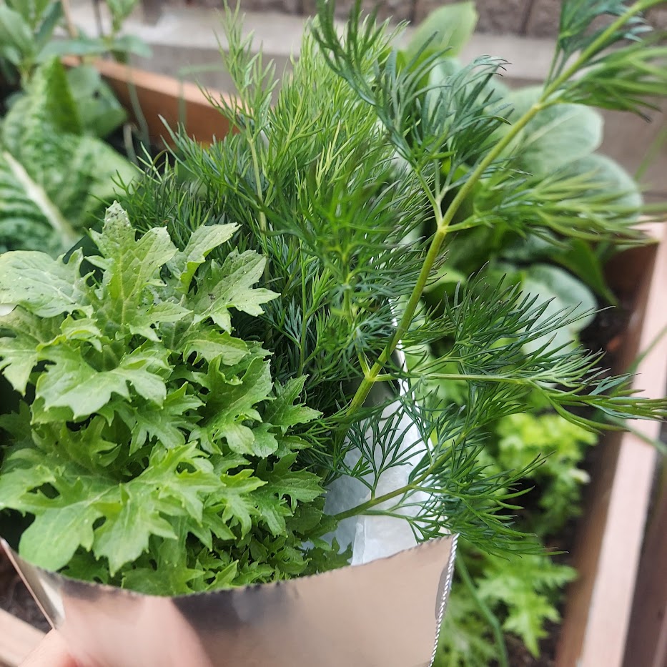 庭　ディル　畑