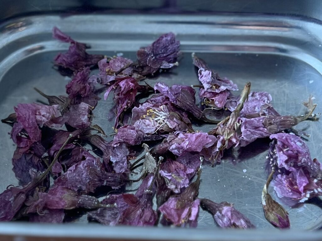 春うらら、桜まんじゅうを作りました TB icoco