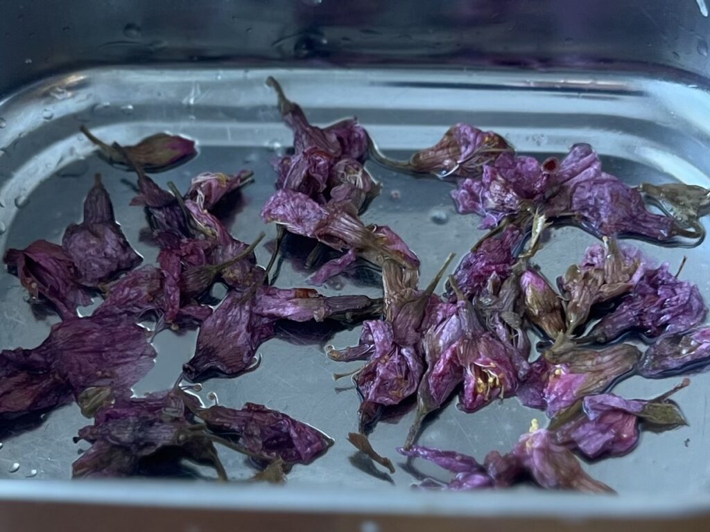 春うらら、桜まんじゅうを作りました TB icoco