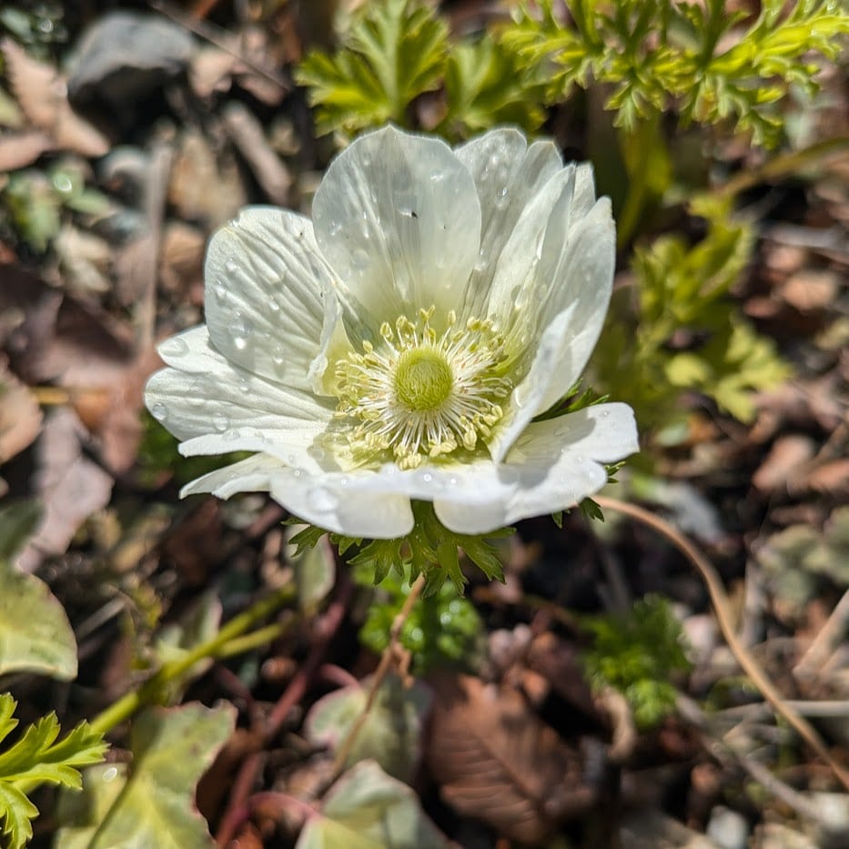 庭　花　コポ庭