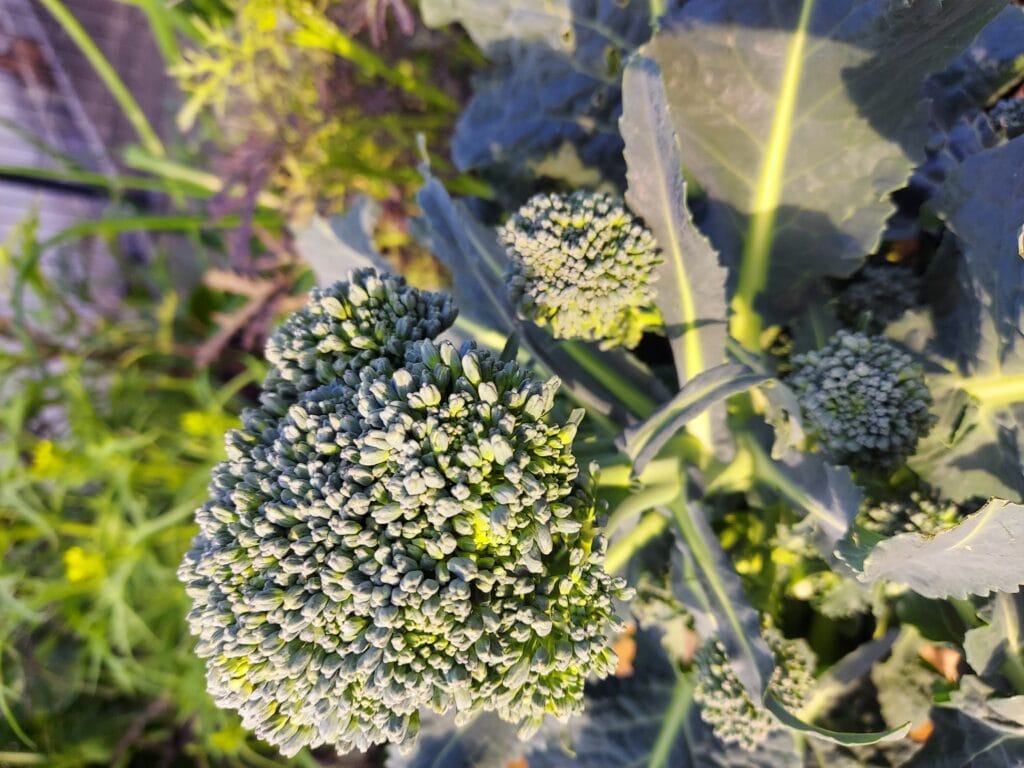 庭のブロッコリー コポ庭 お弁当