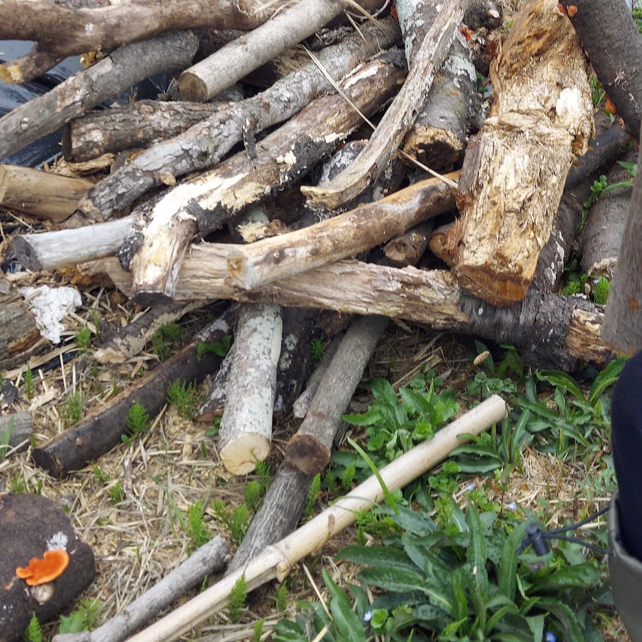 菌ちゃん農法 古木 糸状菌