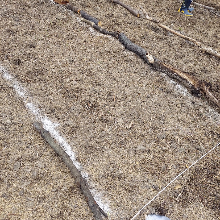 菌ちゃん畝の幅
古木、 竹