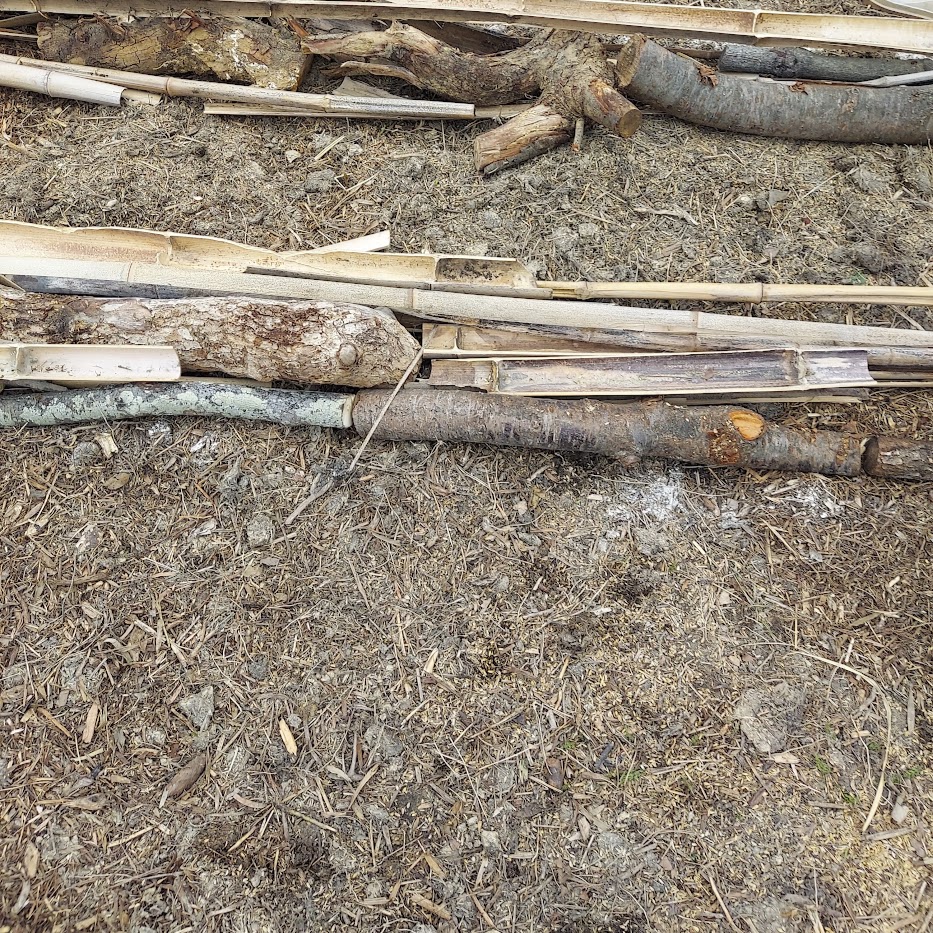 竹、古木、菌ちゃん